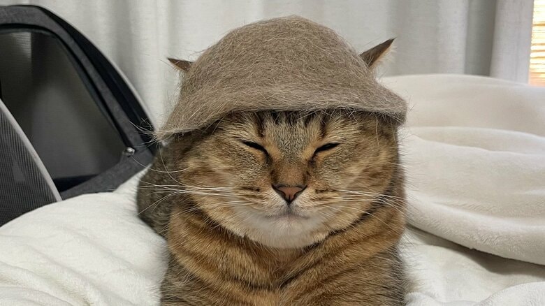 自分の猫毛で作られたサウナハット