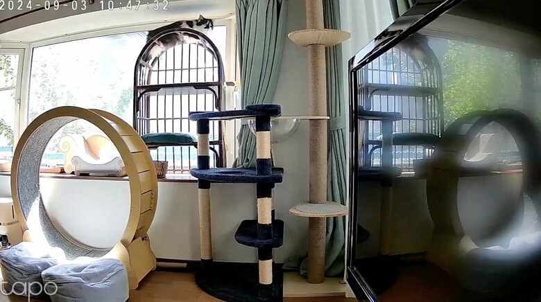 提供：毛玉が２匹さん