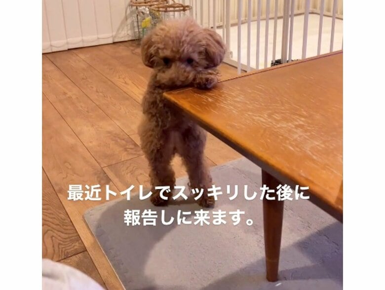 提供：トイプードル ディノセナとジュリさん