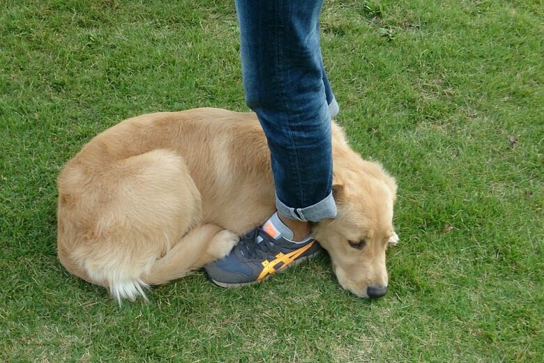 しまいには、あきさんの足の間でうずくまっていたという