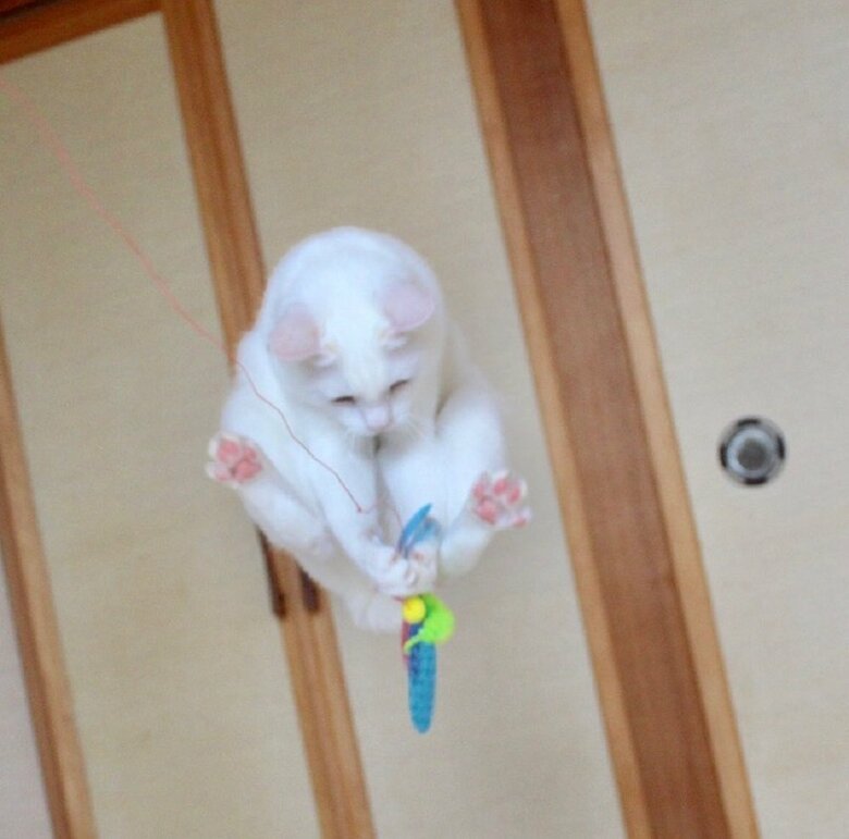 見事な空中キャッチ！