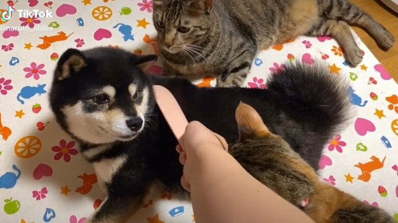 飼い主さんが猫たちをなでていたら乱入