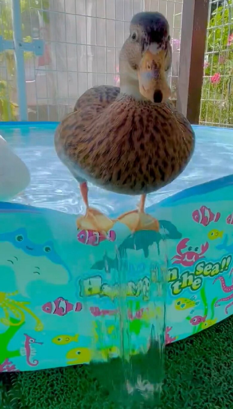 プールのフチに立つみゅみゅちゃん