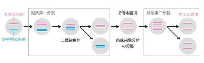 図4：ホモ接合変異体の誕生を説明するヨコヅナクマムシにおける減数分裂モデル