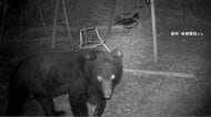 箱わなの中で“うなり声”　北海道で推定100kgのクマを駆除　“おいしいもの”を学習か？人里にクマ相次ぐ