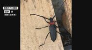 「クビアカ」成虫が住宅街に　長野市で初確認　被害拡大に“危機感”…「天下第一の桜」を守れ　高遠城址公園で予定を早めてパトロール　木を食い荒らし枯れさせる恐れ「早期発見と防除が重要」