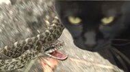 【ネコvsヘビの猛バトル】次々と猫パンチを繰り出す黒ネコと、大きく口を開けて威嚇し飛び跳ねるシマ模様のヘビ…激しい戦いの様子を別件取材中のカメラマンが思わず撮影＜北海道＞