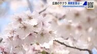 「まだ６割程度…」サクラ満開宣言ならず　広島市中区で最高気温19.7℃　縮景園「さくらまつり」始まる