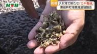”お茶のまち”東彼杵町でカキ養殖に挑戦　大村湾で「シングルシード」スタイルの実証事業スタート