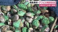 高級食材・アワビの稚貝を放流　3年かけて大きく成長　水産資源の安定供給を目指して