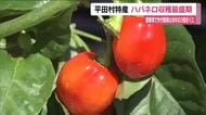 ハバネロの収穫作業が最盛期　作付け面積は前年の3倍近くに　品質良く仕上がる　福島・平田村