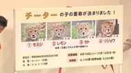 安佐動物公園のチーター愛称決定！「モミジ」「レモン」「セト」「リジョウ」　広島に因んだ言葉に由来