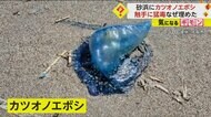 【絶対に触ってはいけない】電気クラゲ・カツオノエボシ砂浜で発…