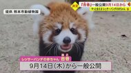いよいよ会える！レッサーパンダの赤ちゃん・杏香　9月14日に一般公開　公開記念に先着で「杏香限定うちわ」