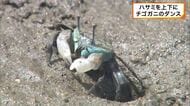 白いハサミを上下に　チゴガニの“ダンス”　和歌山・新宮市の海岸