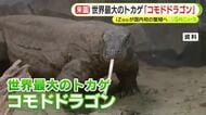 世界最大のトカゲ・コモドドラゴンがついにiZooにやってくる！　オスとメスを受け入れ国内初の繁殖めざし