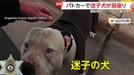 「運転するからどいてくれ！」迷子犬がパトカーに居座り…運転席で“ワン”として動かず　警察官もお手上げ　アメリカ・コロラド州