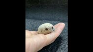 「わらび餅みたい」“きな粉”色の丸いカエルが可愛い…なぜこんな色? 投稿者に聞いてみた