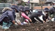街なかを花で彩る…幼稚園児などが公園にチューリップ球根3000球植え込み 富山市