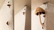 「なんじゃこりゃあ!」新居の壁から突如キノコが生えてきた…