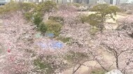 「福岡城さくらまつり」 中止の可能性含め検討 週明けにも正式決定へ