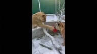 トラ・ライオンの子どもと犬が仲良くボール遊び 種を超えた絆…ロシア