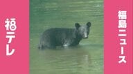 【熊出没】11月30日（日）福島県のクマ目撃情報　《随時更新》