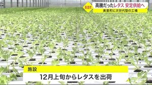 高騰だったレタス「安定供給」へ 美里町に次世代型の工場が完成 生育過程に必要な管理は全て自動化 宮城