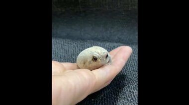 「わらび餅みたい」“きな粉”色の丸いカエルが可愛い…なぜこんな色? 投稿者に聞いてみた