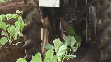 冬まで続く可能性も… 台風の影響で野菜の価格が高騰