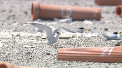 「無事に巣立って…」絶滅危惧種の渡り鳥コアジサシの巣作りを支援　天敵から守る“ひなのシェルター”も【佐賀発】