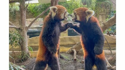 “双子”レッサーパンダの姿がまるで鏡のよう…息の合ったポーズはアピール対決だった？撮影時の状況を飼育員に聞いた