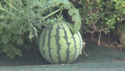 京都の中心に「ど根性スイカ」　発見の翌日撤去される「住民が近寄ったり、取りに行ったりする危険性あり」