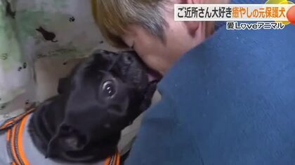 顔をペロペロ…伝われ、この愛！　2度捨てられた元保護犬のフレンチブルドッグ　大好きな車いすの女性宅に通い詰め　福井　　　