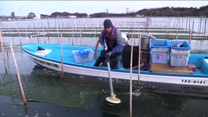 アオサ漁が最盛期を迎える　相馬市・松川浦　今シーズンは色づきよく収穫量は多くなる見込み