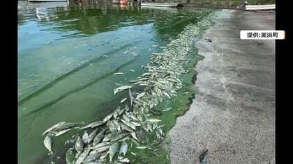青潮で魚が大量死、塩害…三方五湖に“異変”　漁業関係者がウナギやシジミ漁に不安募らせる　実態把握へ福井県が水質調査
