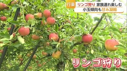 赤く実ったリンゴを丸かじり！三瀬村でリンゴ狩り始まる【佐賀県】