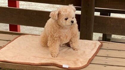 「フォルムが完全にぬいぐるみ」ドッグランでベンチにちょこんと座る犬がかわいい…何をしていたのか飼い主に聞いた