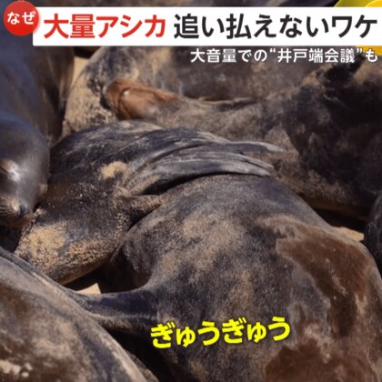 【なぜ】大量のアシカがビーチ占拠！？「信じられないほどうるさい」　アシカが逃げたら法律違反・人間は立ち入り禁止に　アメリカ・カリフォルニア