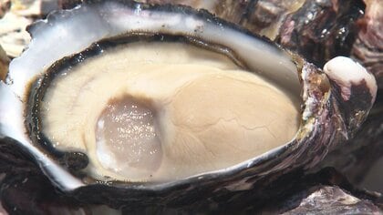“日本一美味しい牡蠣”が有明海から誕生 大きく膨らんだカキの身 濃厚な味が広がる…美味の秘密は養殖方法と品種改良
