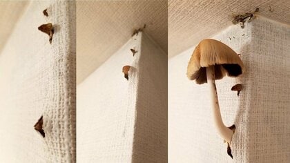 「なんじゃこりゃあ！」新居の壁から突如キノコが生えてきた…