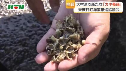 ”お茶のまち”東彼杵町でカキ養殖に挑戦　大村湾で「シングルシード」スタイルの実証事業スタート