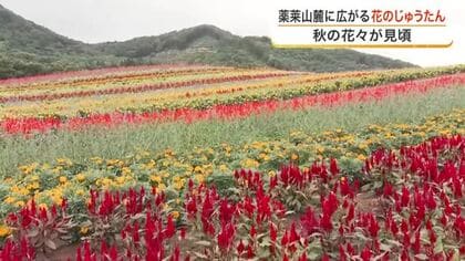 やくらいガーデンで１３万株の秋の花々が見ごろ　カラフルな花のじゅうたんに「ハッピーな気分」〈宮城〉