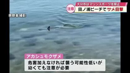 海水浴場にサメ「小魚を追って入ったか」生後2か月ほどのハンマーヘッドシャーク　大分