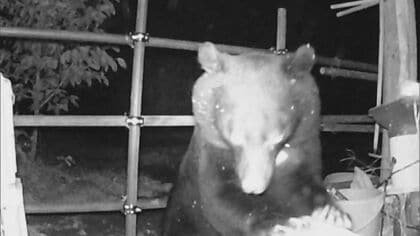「死ぬかもと…」クマの目撃情報が愛知・尾張地方の山間部でも　専門家「食べ物を求め行動範囲広がる」