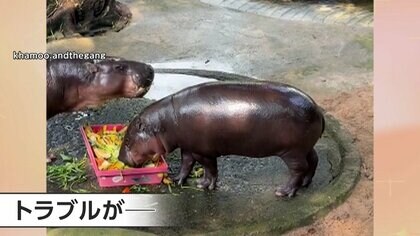 もちもち、プルプルの見た目で人気…世界的に話題のコビトカバ　檻に侵入して強引に撮影した男は罰金刑に　タイ