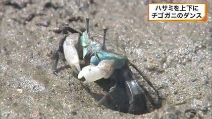 白いハサミを上下に　チゴガニの“ダンス”　和歌山・新宮市の海岸
