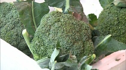 ブロッコリーが4月から「指定野菜」に　ジャガイモ以来52年ぶりの追加　価格大幅低下時に農家に補償