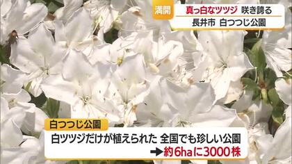 長井市白ツツジ公園の白ツツジが見ごろ　山形・長井市