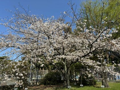 福岡でサクラが満開に　平年より3日遅く去年より6日遅い　開花は3月24日　気象台が発表